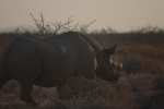 Rinoceronte en Etosha