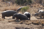 Hipopótamos en Pilanesberg