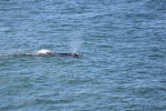 Ballenas en Hermanus