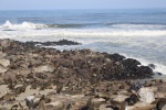 Colonia de lobos marinos en Cape Cross