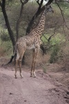 Jirafa en Manyara