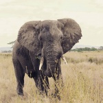 Elefante en Serengeti