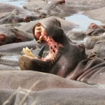 Hipopótamos en Serengeti