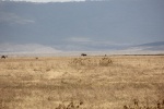 Rinoceronte en Ngorongoro