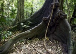 RUINAS DE PALENQUE