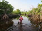 Manglares de Orango