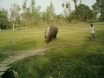 Rinoceronte de Bardia.