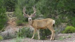 Alce Cañon del Colorado