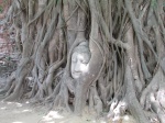 Cara en las raices en Ayuttayah