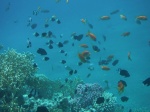Snorkel en South Coast, Aqaba, Jordania, Mar Rojo (3)