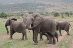 Elefantes en Maasai Mara