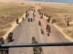 Ngorongoro