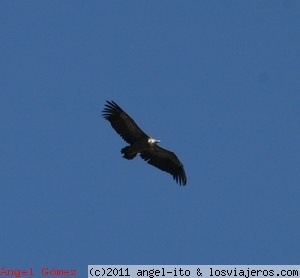 SOBREVOLANDO LA PRESA
Buitre sobrevolando la presa
