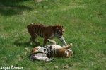 Tigres jugando