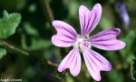 FLOR SIN NOMBRE
Quedada virtual Primavera Galeria Los Viajeros