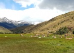 rebaño de guanacos