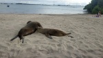 Lobitos en playa concha