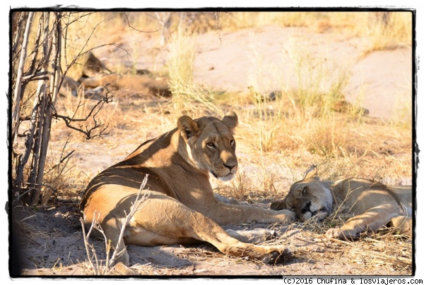 Descansando
Un grupo de 6 leonas con crías, descansando en el calor de la tarde en la zona de Savuti, dentro del parque Chobe.

