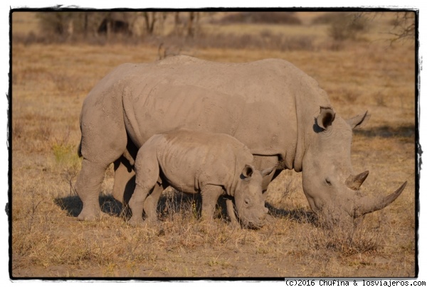 Familia feliz
Rino blanco con cría en el Khama Rhino Sanctuary.
