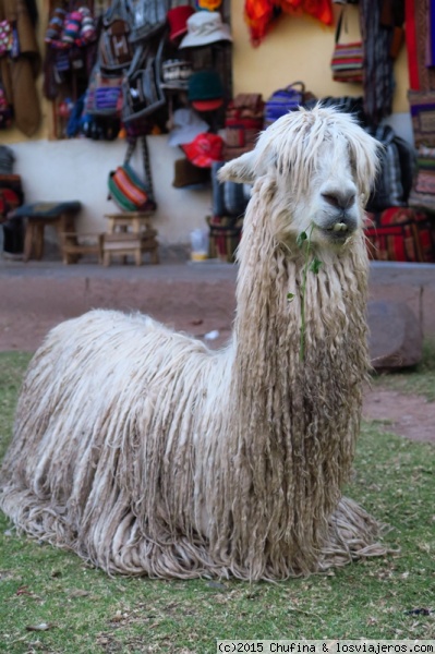 Se busca peluquero
Una alpaca suri, muy apreciada por su lana, aunque esta necesitaba un buen corte de pelo!
