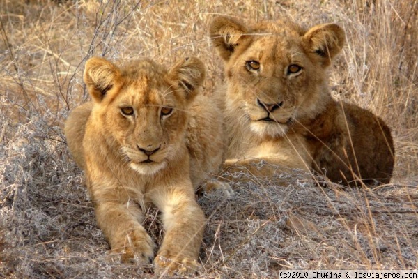 Simba
Dos de los 9 leoncitos que vimos en el parque Kruger.
