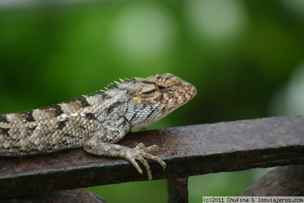 Un pequeño lagarto St. Paul (Reunión)
Un habitante del Cimetière Marin, en St. Paul (Reunión)
