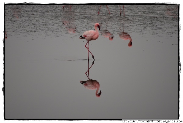 Flamencos en Walvis Bay
Los flamencos son muy habituales en la bahía de Walvis Bay, tanto el flamenco enano, más pequeño y rosado, como el flamenco común, más grande y de color más pálido.
