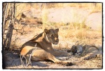 Descansando
Descansando, Savuti, Chobe, grupo, leonas, crías, descansando, calor, tarde, zona, dentro, parque