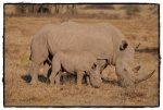 Familia feliz
Familia, Rino, Khama, Rhino, Sanctuary, feliz, blanco, cría