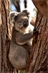 Koala en Kangaroo Island