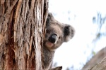 Koala en Kangaroo Island (2)