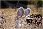 Pelícanos en Kangaroo Island