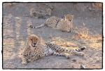 Familia de guepardos
Familia, Papá, Otjitotongwe, Damaraland, guepardos, mamá, crías, reserva