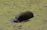 Hippo
Hippo, Hipopótamo, Kruger