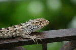 Un pequeño lagarto St. Paul...