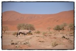 Vida en el desierto
Vida, desierto, orix, pocos, animales, sobrevive, duras, condiciones, rojo, namibio