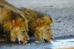 Pareja de leones en Kalahari.