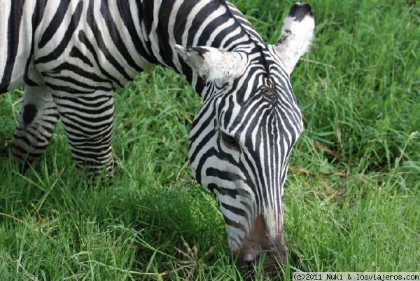 Cebra
Nakuru, Kenia
