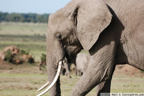Elefante comiendo
Masai Mara, Kenia
