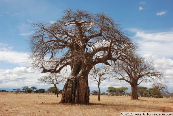 Baobabs
Tarangire, Tanzania
