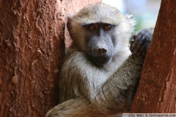 Serie monos II
Manyara, Tanzania
