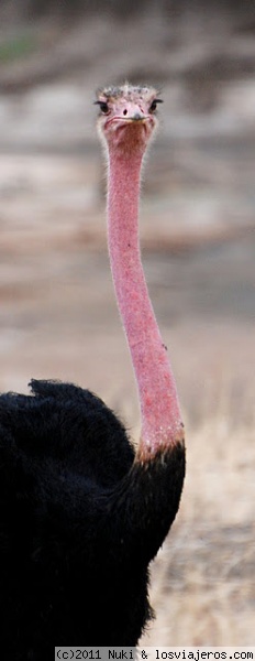 Macho de avestruz
Tarangire, Tanzania
