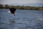 Águila pescadora