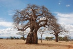 Baobabs
Baobabs, Tarangire, Tanzania