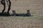 Siamesas
Siamesas, Serengeti, Tanzania