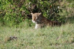 Leopardo al sol