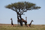 Descansando
Descansando, Masai, Mara, Kenia