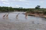 Las jirafas también cruzan! :)
Masai, Mara, Kenia, jirafas, también, cruzan