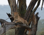 La perfección en la tierra
Nakuru, Kenia, perfección, tierra