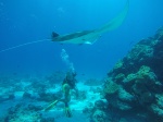 Buceando con Mantas en Maldivas